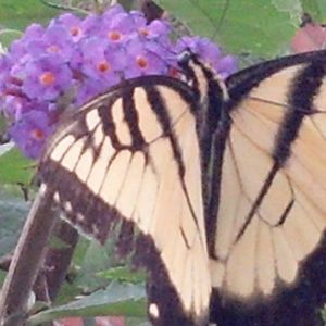 Meet your Posher, Lee